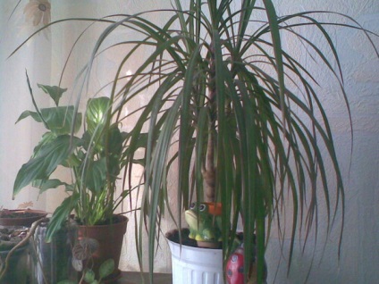 Monstera és dracaena, egyszerre gyökereznek, vagy szeszélyes virágok, dracaena