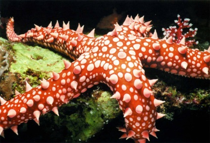 Csillagfüvek - az akvárium gyönyörű és szerény lakói