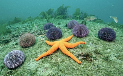 Starfishes - locuitorii frumoși și pretențioși ai acvariului tău