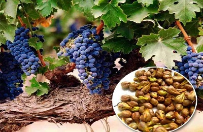 Lehetséges-e a csontozott szőlőnek a haszon és a táplálkozás káros hatása?