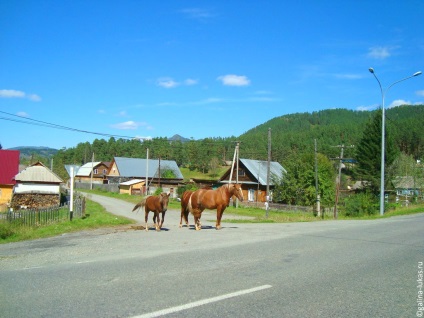 Cu mașina spre Altai