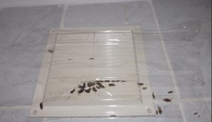 Insectele scară cum să scapi de dăunători dăunători în apartament