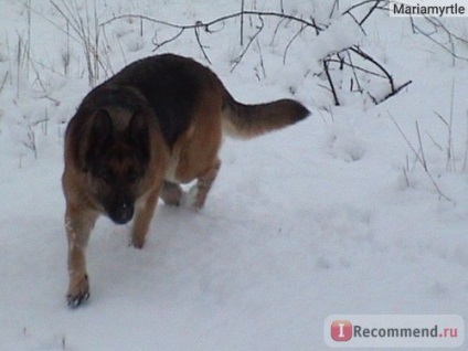 Câine ciobănesc german - 