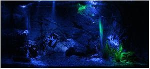 Night Aquarium Lighting