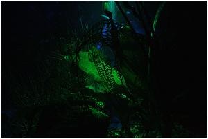 Night Aquarium Lighting