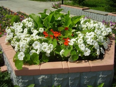 Cadre de grădină și paturi de flori - o garanție de a păstra frumusețea grădinii de flori, în apropierea casei