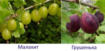 Prezentare generală a soiurilor de floarea-soarelui pentru regiunea Moscovei, Siberia