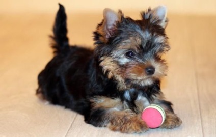 Yorkshire Terrier culori standard și exotic - club de iubitori de câini mici