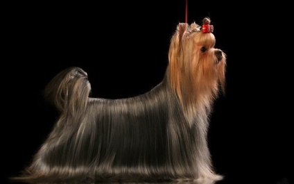 Yorkshire terrier színek standard és egzotikus - a kis kutyák szerelmeseinek klubja