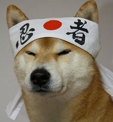 Despre Shiba