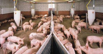 Porcinele de înfrânare cele mai eficiente pentru carne, grăsime, slănină