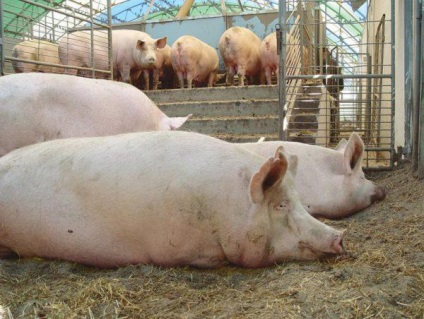 Porcinele de înfrânare cele mai eficiente pentru carne, grăsime, slănină