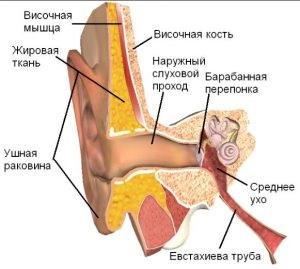 Отоларинголог в Херсон