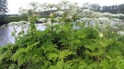 Burns de la un hogweed - decât sunt periculoase și cum să trateze