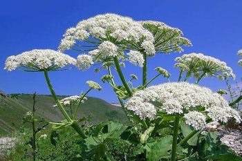 Burns de la un hogweed - decât sunt periculoase și cum să trateze