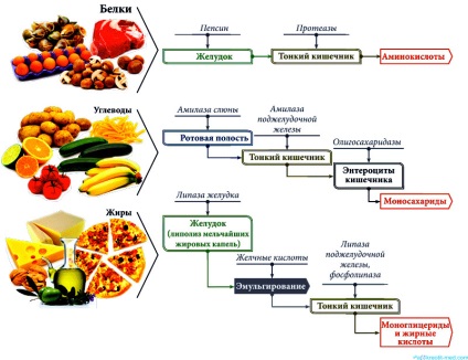 Pancreatită, pancreas