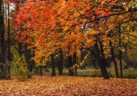 Parcul Alexandria - atracții, excursii, mod de operare și costuri, cum să ajungi