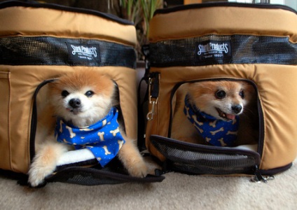 Transportatori de câini