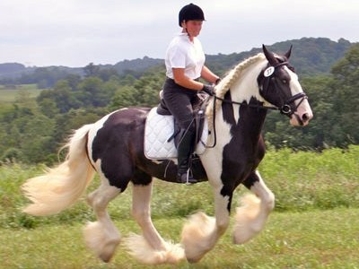 Mergând de la un galop la un râs - un loc despre cai