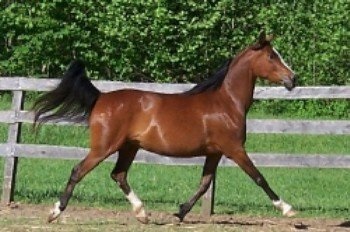 Mergând de la un galop la un râs - un loc despre cai