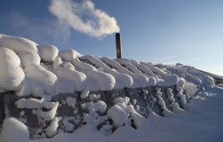 Primul ajutor pentru un câine cu o mușcătură de șarpe