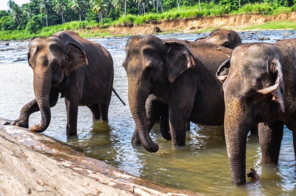 Pinavella - casă de elefanți din Sri Lanka fotografii și descriere