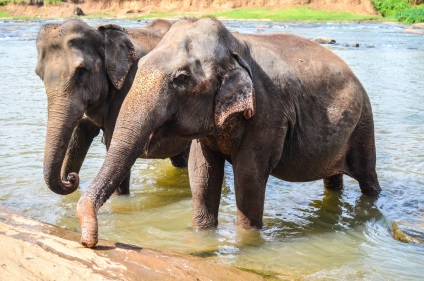 Pinavella - casă de elefanți din Sri Lanka fotografii și descriere