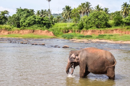 Pinavella - casă de elefanți din Sri Lanka fotografii și descriere