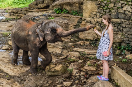 Pinavella - casă de elefanți din Sri Lanka fotografii și descriere