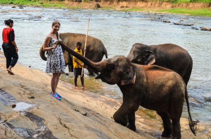 Pinavella - elefánt tenyésztés Sri Lanka fotók és leírás