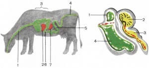 Digestia la animale