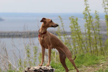 Kennel of the Leverkusch (micul italian greyhound) Amoroso vero