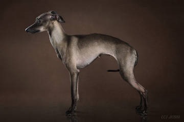 Kennel of the Leverkusch (micul italian greyhound) Amoroso vero