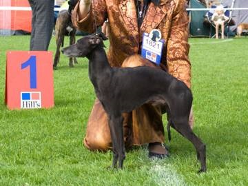 Kennel of the Leverkusch (micul italian greyhound) Amoroso vero