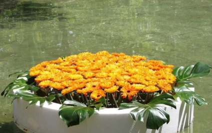 Floarea de flori plutitoare - un accent luminos al iazului, conacul