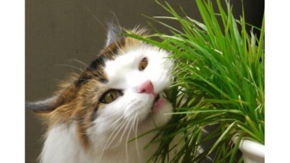 De ce pisica mananca iarba?