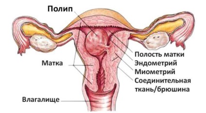 De ce merge lunar de 2 ori pe lună, în mijlocul ciclului cauzei