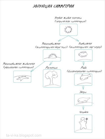 De ce are un om două mâini și două picioare ale unui club de ce?