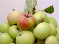 De ce merele revigorează știrile culinare - de la
