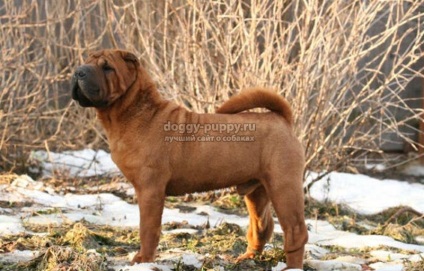 Dog breed shar pei fotografie, preț și caracteristici