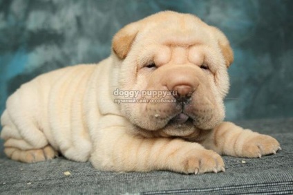 Dog breed shar pei fotografie, preț și caracteristici