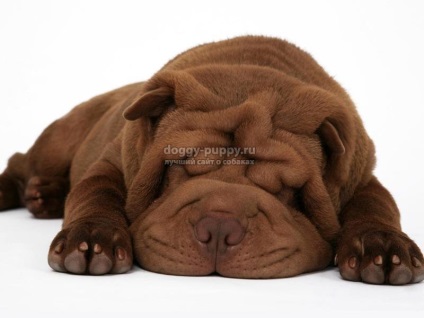 Dog breed shar pei fotografie, preț și caracteristici