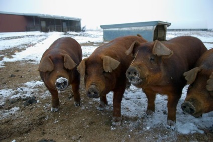 Caracterul și descrierea rasei de porcine Duroc