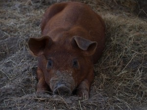 Purcei ai cerințelor rasei Duroc pentru rația de hrănire