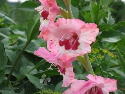 Plantarea gladiolilor este delicată, grădinărit24