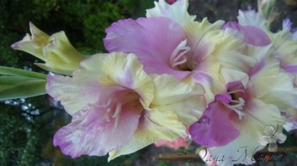 Plantarea gladiolilor este delicată, grădinărit24