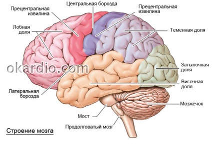 A jobb oldali hemorrhagiás stroke következményei, hányan élnek