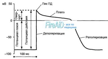 Akció Potenciál