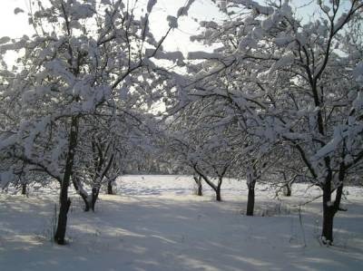 Daunele și moartea grădinilor în timpul iernii - grădinile din Siberia