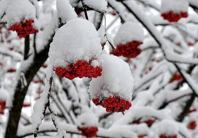 Daunele și moartea grădinilor în timpul iernii - grădinile din Siberia